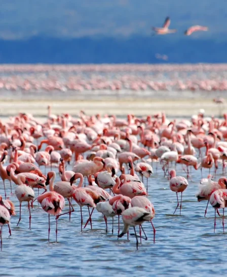 flamingo, Lake Nakuru national park, Kenya safaris