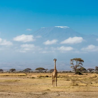 giraffe in the amboseli and chyulu hills, kenya