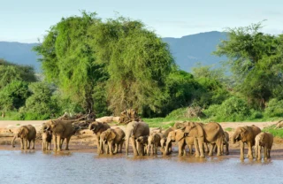 Elephant wildlife, Samburu National Park, Kenya