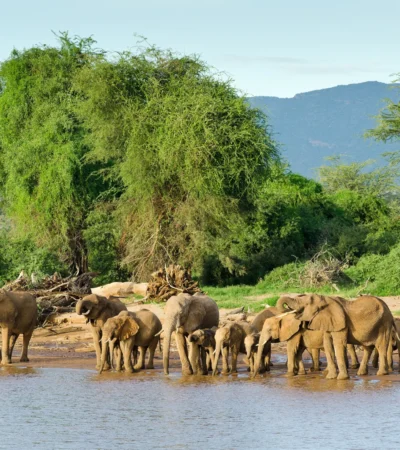 Elephant wildlife, Samburu National Park, Kenya