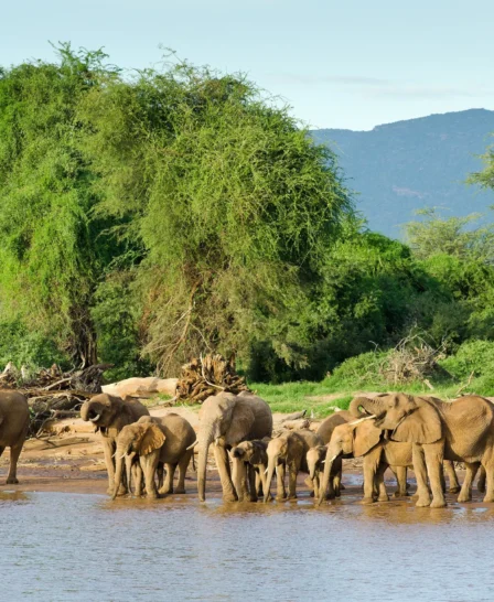 Elephant wildlife, Samburu National Park, Kenya
