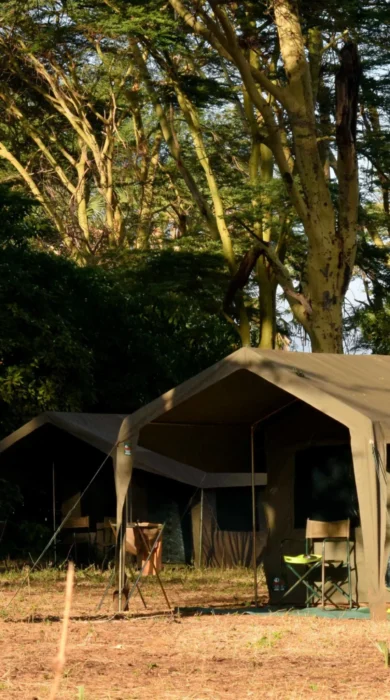 meru wilderness camp kenya tent yellow zebra safaris