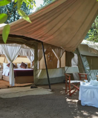 spekes camp tent area kenya yellow zebra safaris