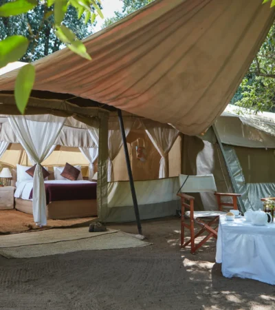 spekes camp tent area kenya yellow zebra safaris