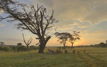 sunset ol pejeta bush camp kenya yellow zebra safaris
