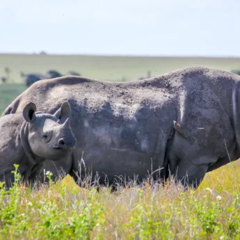 Rhino in the Lewa wildlife conservancy, Kenya safaris