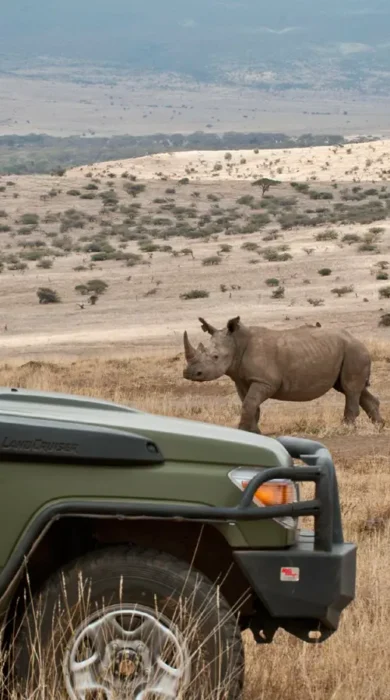 Rhino game drive, Lewa borana landscape safaris, Kenya