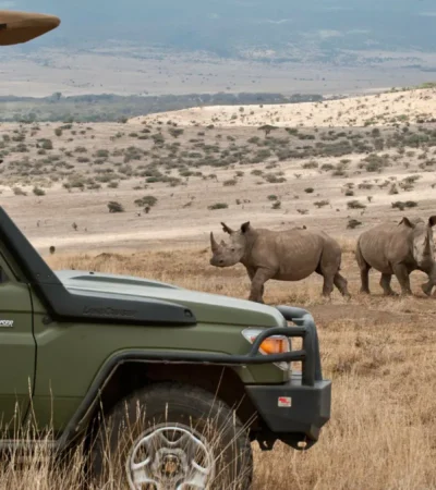 Rhino game drive, Lewa borana landscape safaris, Kenya