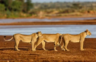 Lionesses, Samburu National Reserve, Kenya