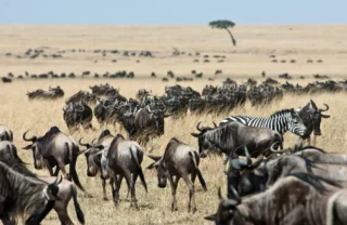 wildebeest in the maasai mara, kenya safaris