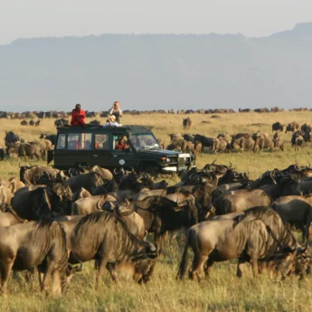 Large herd of wildebeest surround a safari vehicle on open plains, Rekero, Kenya - Yellow Zebra Safaris