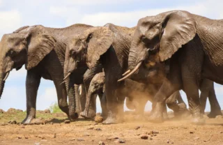 Elephant safaris in the Lewa wildlife conservancy, Africa