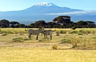 Zebra in amboseli national park, chyulu hills, Kenya safaris