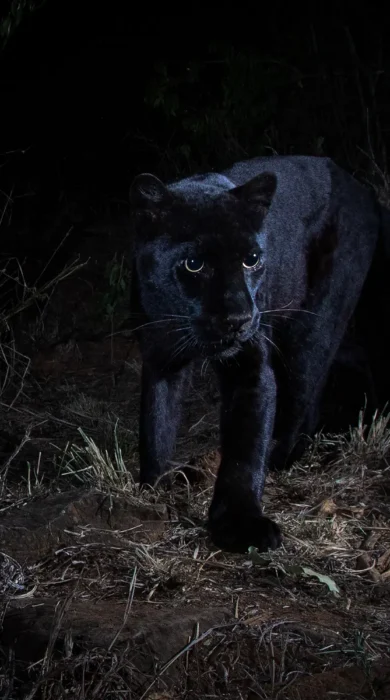 willbl black leopard 1