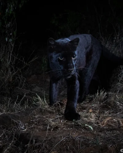willbl black leopard 1