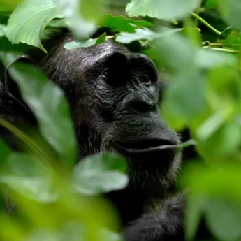 Greystoke Mahale chimp 8