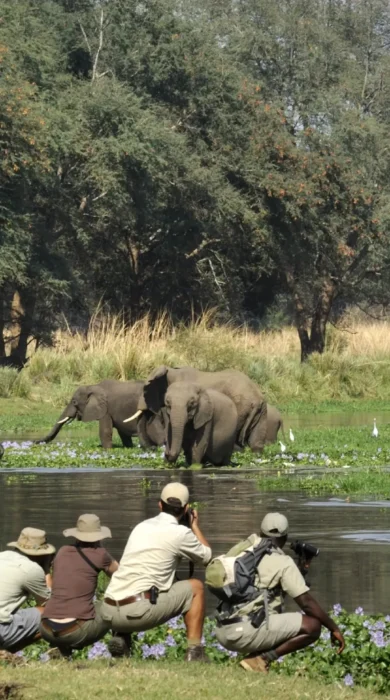 elephant safaris, lower zambezi national park, zambia