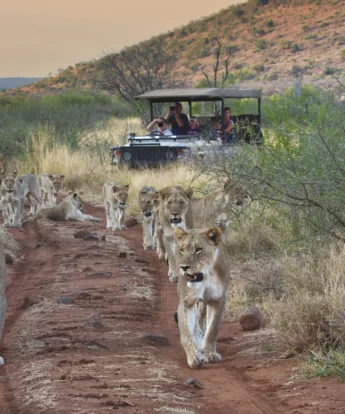 lions family game drive, madikwe game reserve, malaria free family safari