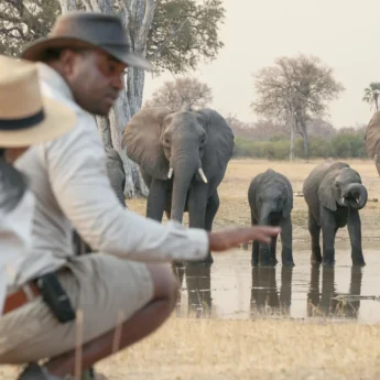 waterfalls and walking safaris, elephant herd