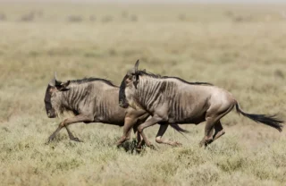 Wildebeest, Serengeti National Park, Tanzania safaris