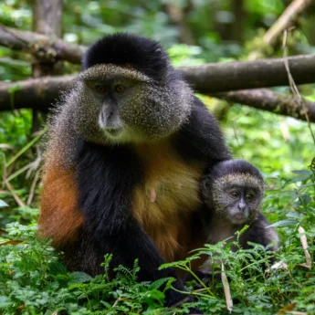 Golden monkeys, volcanoes national park, Rwanda safaris