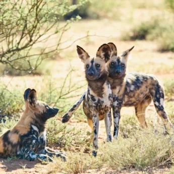wild dog safari, tswalu kalahari, south africa safaris