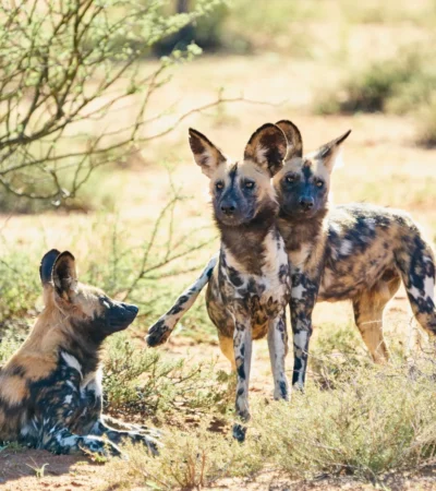 wild dog safari, tswalu kalahari, south africa safaris