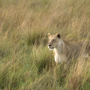 Lion wildlife, game drive, Wilderness Little Vumbura, Botswana