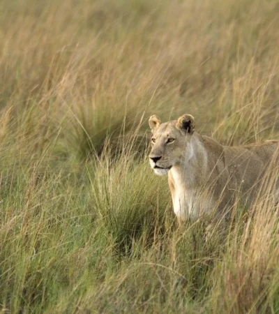 Lion wildlife, game drive, Wilderness Little Vumbura, Botswana