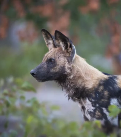 Wild dog, wildlife, Wilderness Qorokwe Camp, Botswana