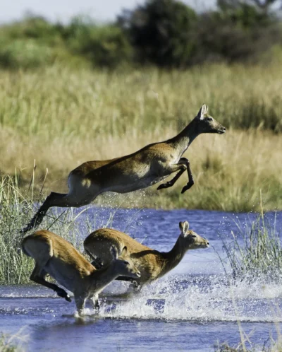 A small group of Lechwe antelope leaping through a shallow river system. Splashing water whilst leaping high above the river.