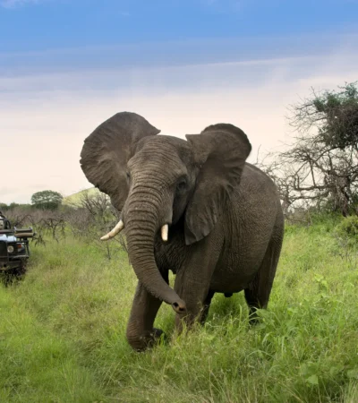 elephant game drive, phinda game reserve, south africa