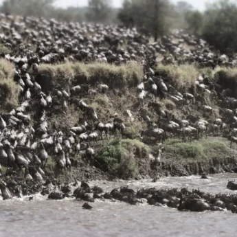 AWS August Migration Crossings no. 4