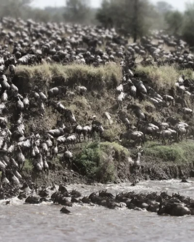 AWS August Migration Crossings no. 4