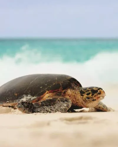 turtle on the beach, unspoiled nature, seychelles