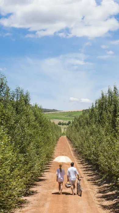 guests in the vineyard, winelands, south africa safaris