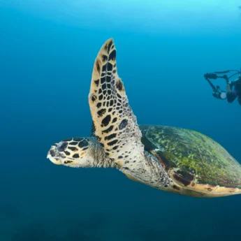sea turtle, kwazulu natal coast, south africa safaris