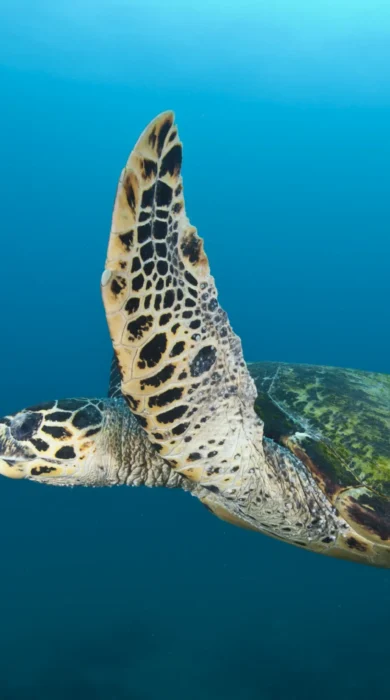 sea turtle, kwazulu natal coast, south africa safaris