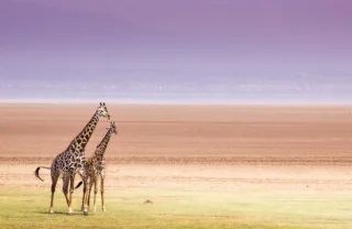 Two giraffes walk on an ombred backdrop of sky, land and green grass, Lake Manyara National Park, Tanzania - Yellow Zebra Safari