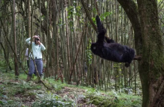 gorilla safaris, volcanoes national park, rwanda holidays
