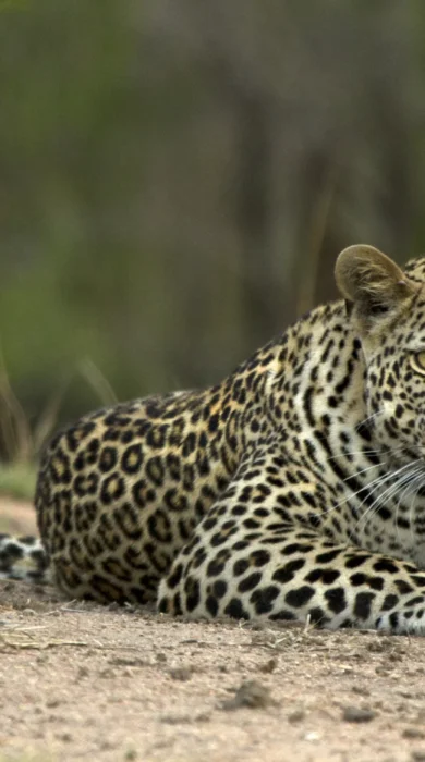 leopard south africa wildlife yellow zebra safaris