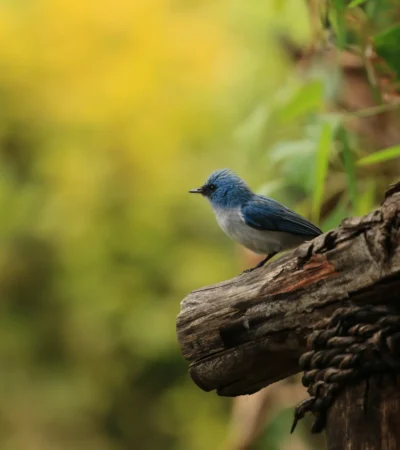 blue flycatcher birding yellow zebra safaris