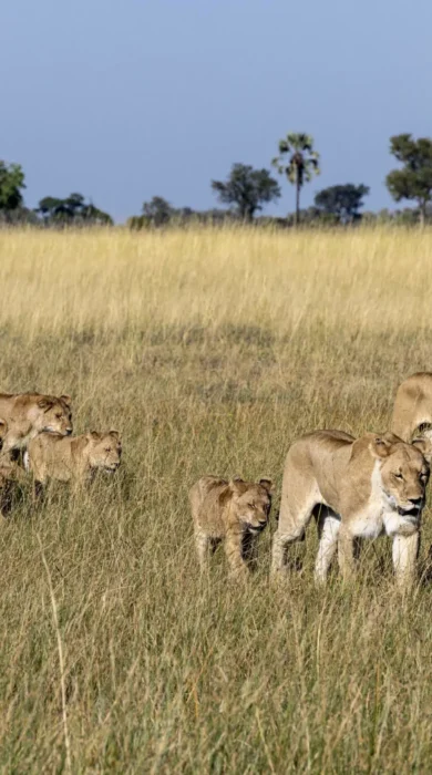 Lions, Mokolwane, Okavango Delta, Botswana