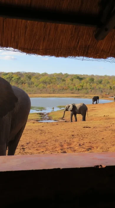 elles hwange zimbabwe yellow zebra safaris