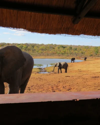elles hwange zimbabwe yellow zebra safaris