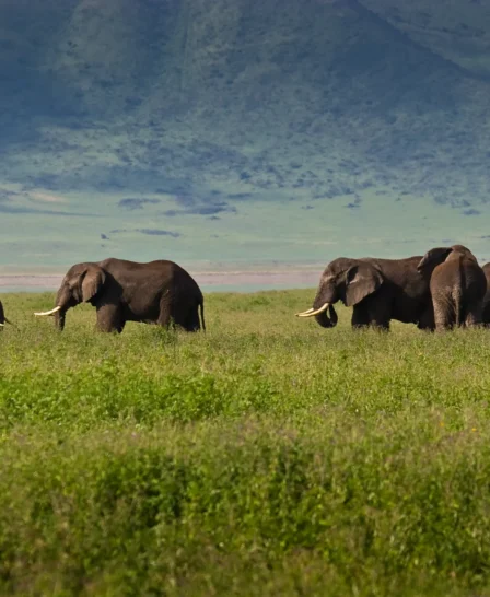 Elephants, Big Five safari, Ngorongoro Crater, Tanzania