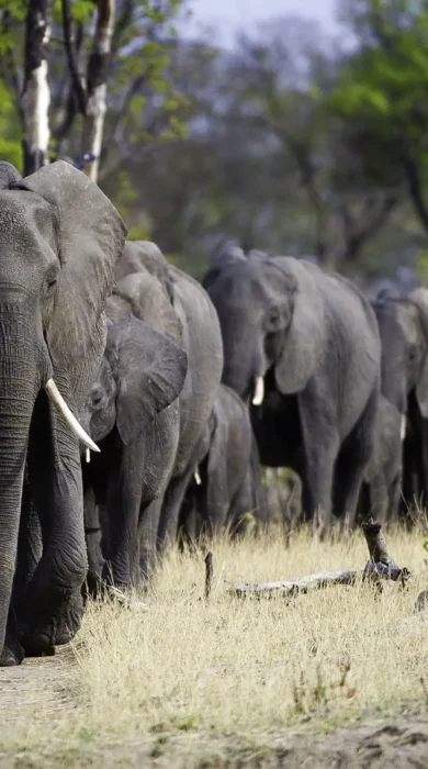 Amazing Africa safaris, elephants in Zimbabwe