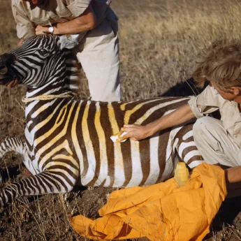 Yellow Zebra, Our Story, Conservation