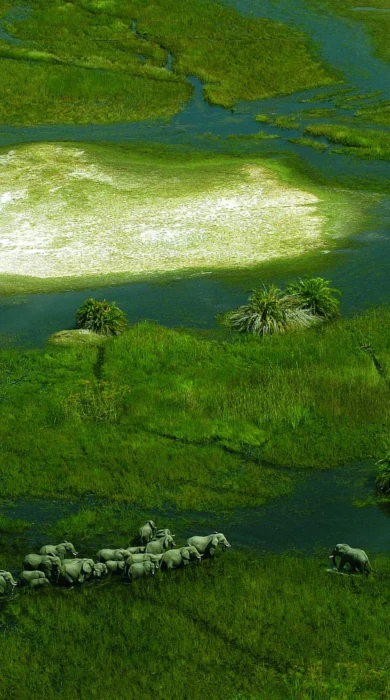 elephant safaris, okavango delta, botswana