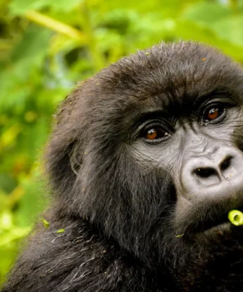 gorilla in volcanoes national park, rwanda safaris